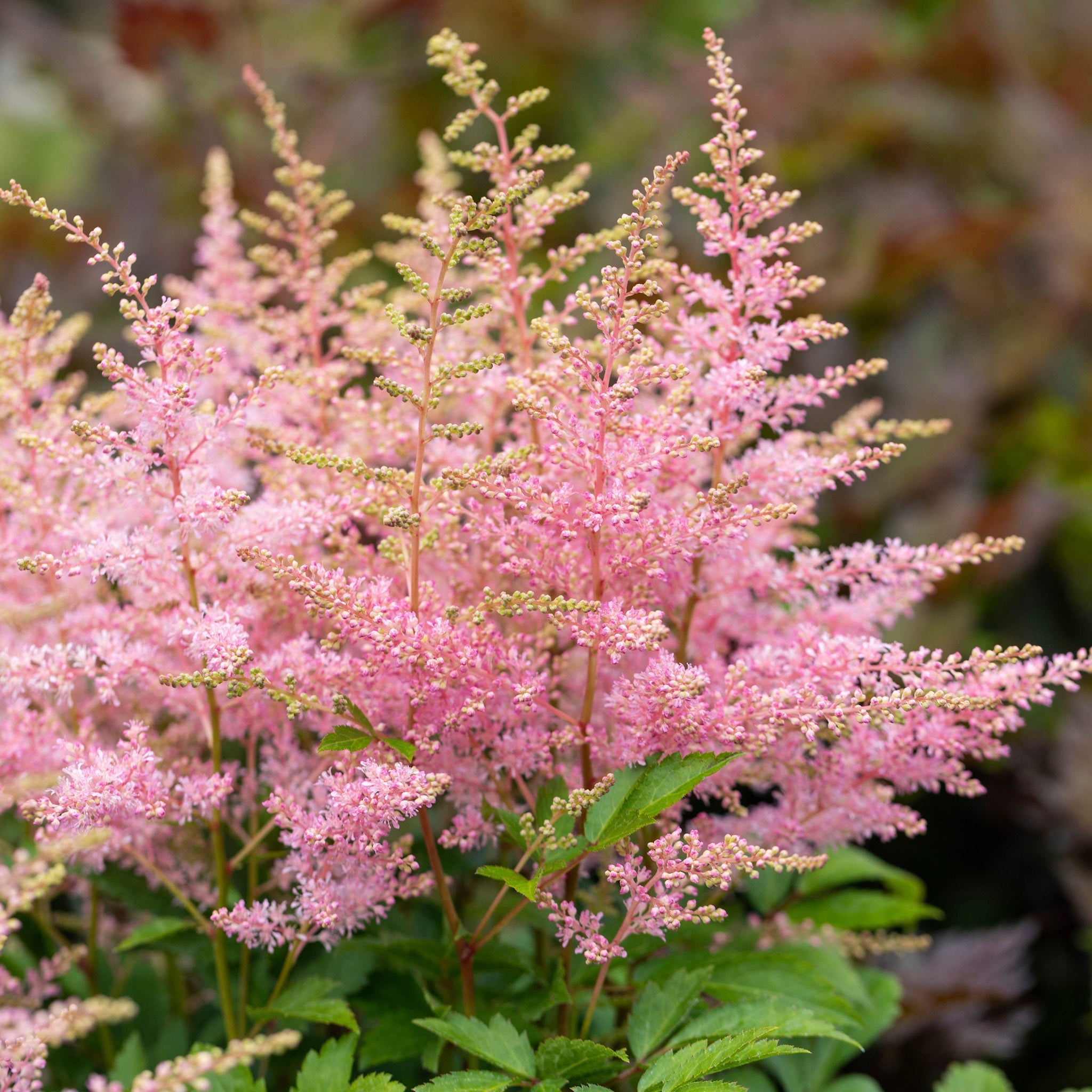 Roze pluimen van astilbe in een halfbeschaduwde border